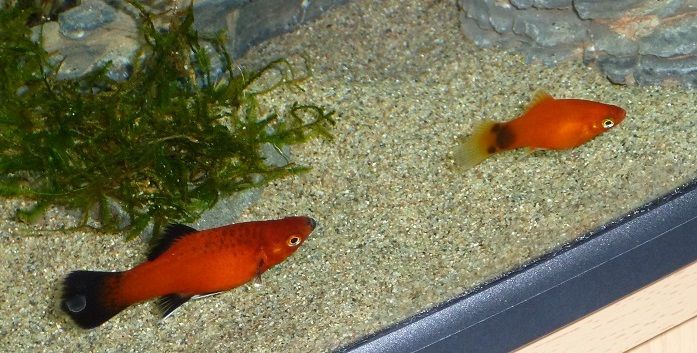 Fish1_zps56eb9c97.jpg