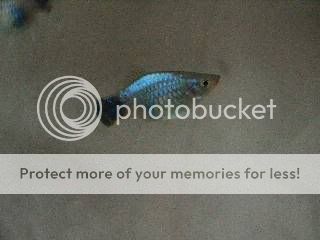 platy2resized.jpg