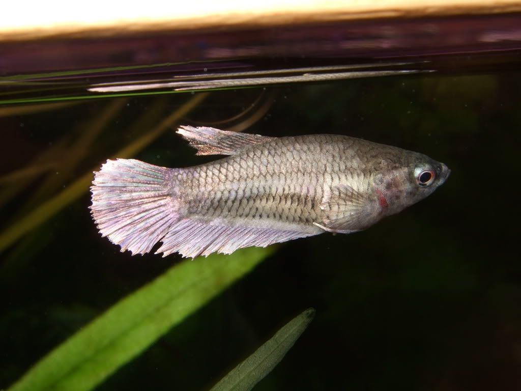 DSCF5340.jpg