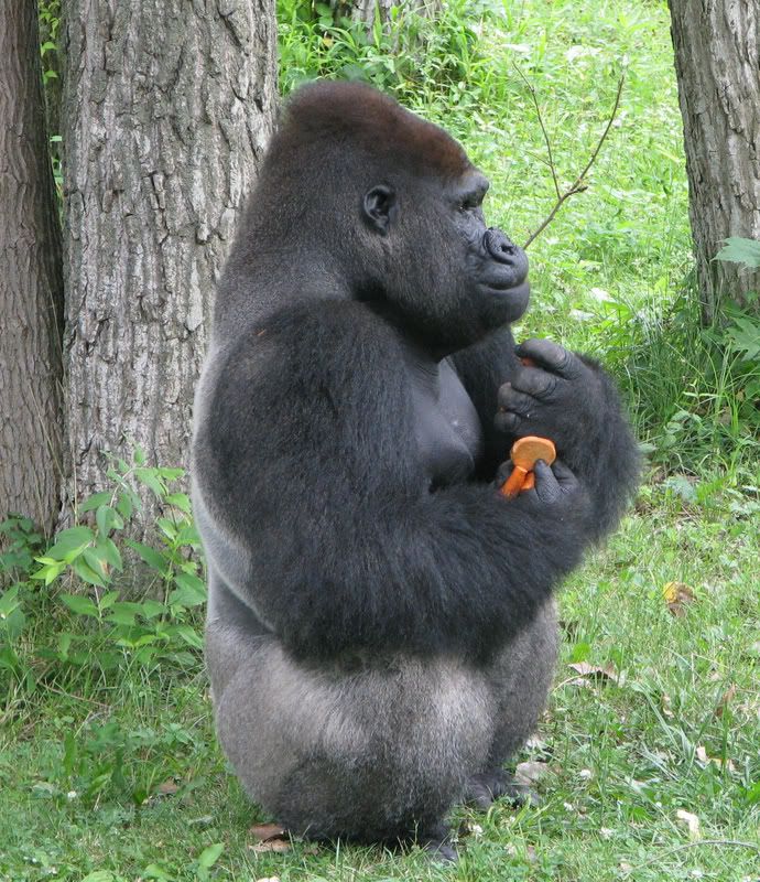 LowlandGorilla1.jpg