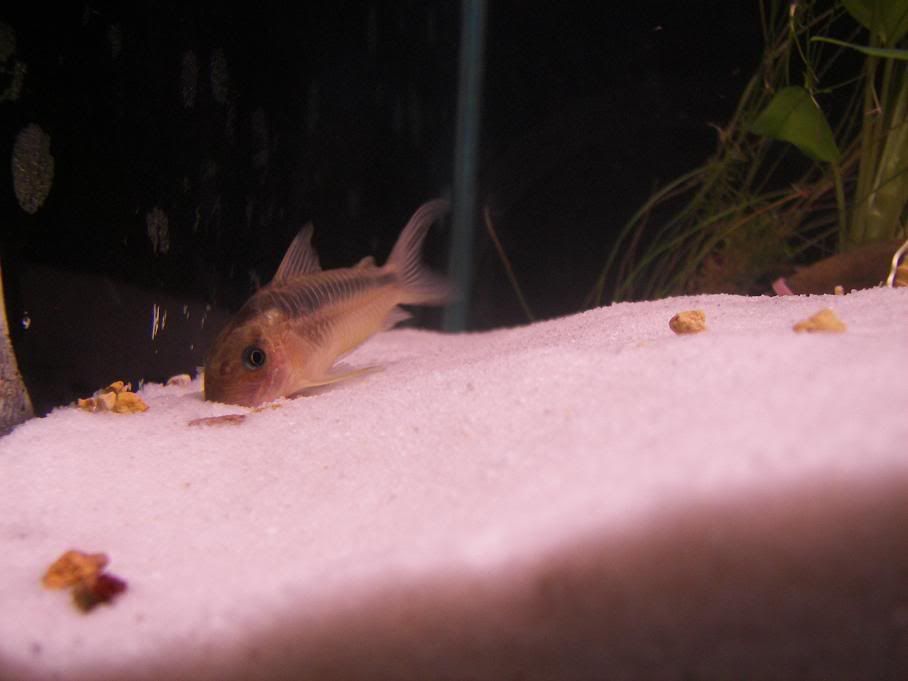 rabauti_foraging.jpg