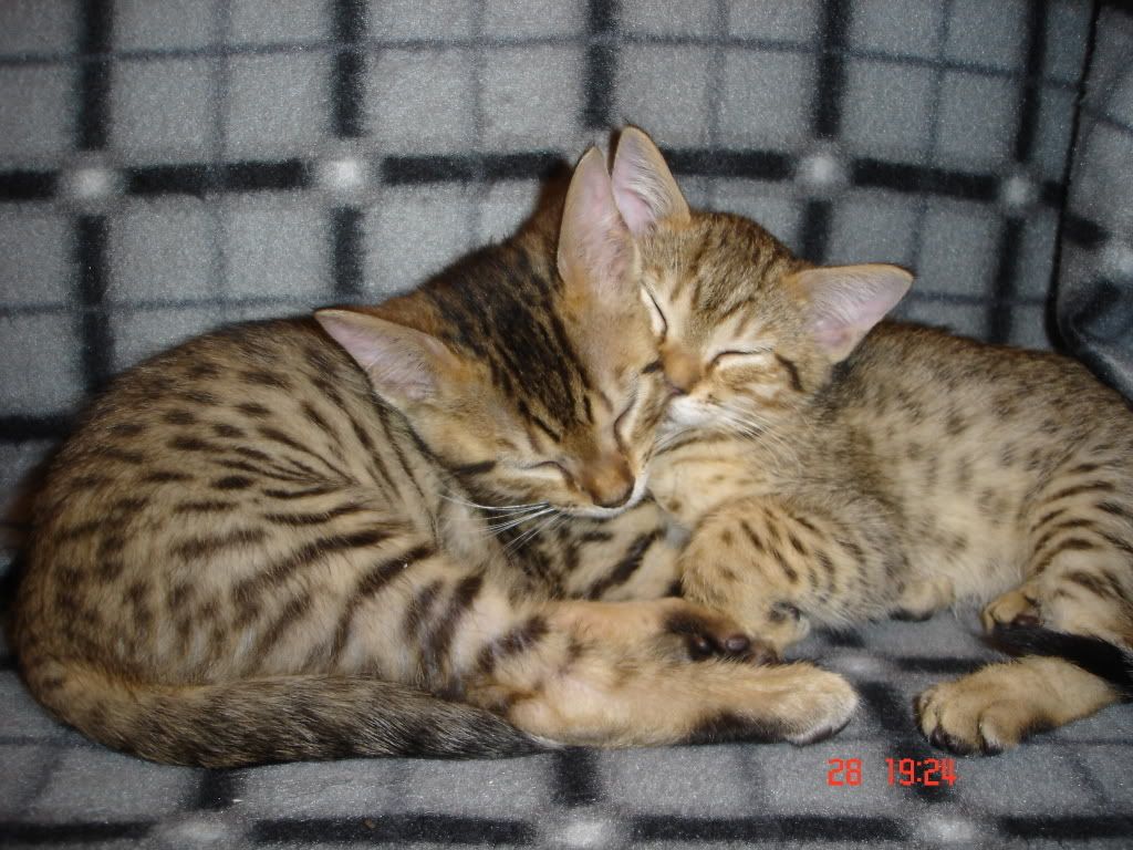 DSC00633.jpg