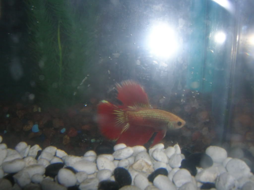 malebettas017.jpg
