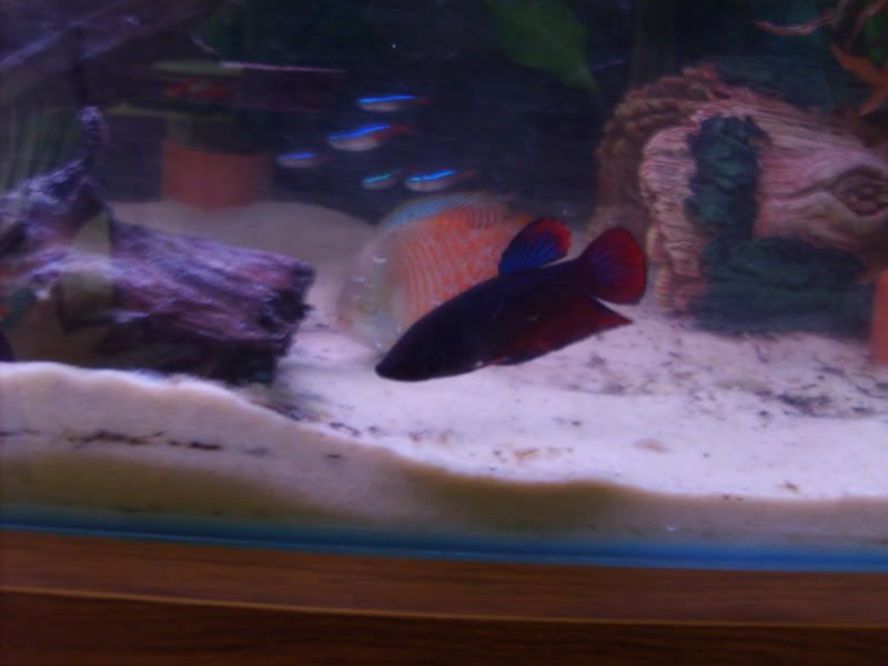 fish2072.jpg