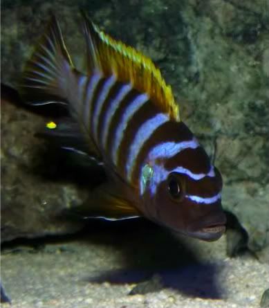 mbuna.jpg