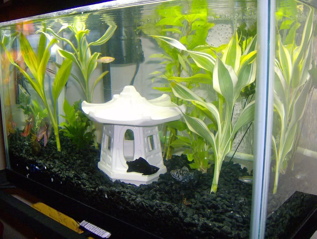 fish004.jpg