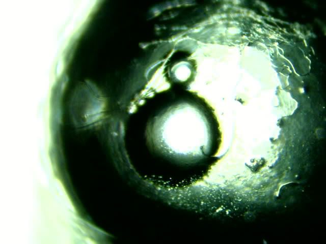 Aphanius-mento-Day-2-1.jpg