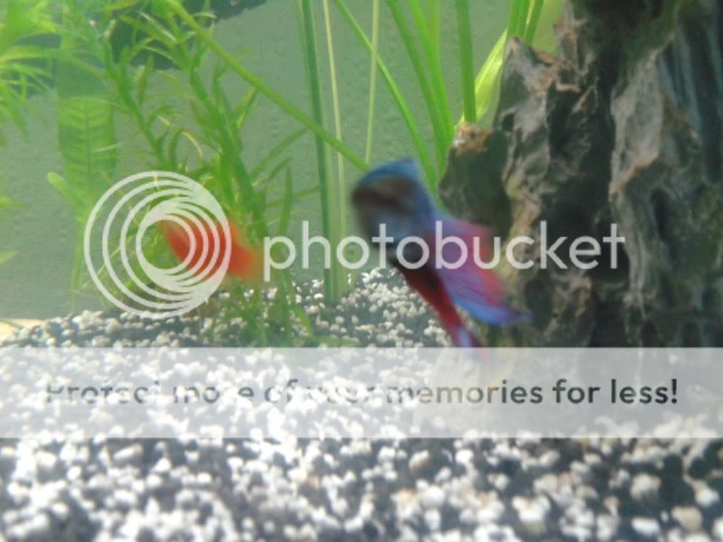 2011-06-08135140.jpg
