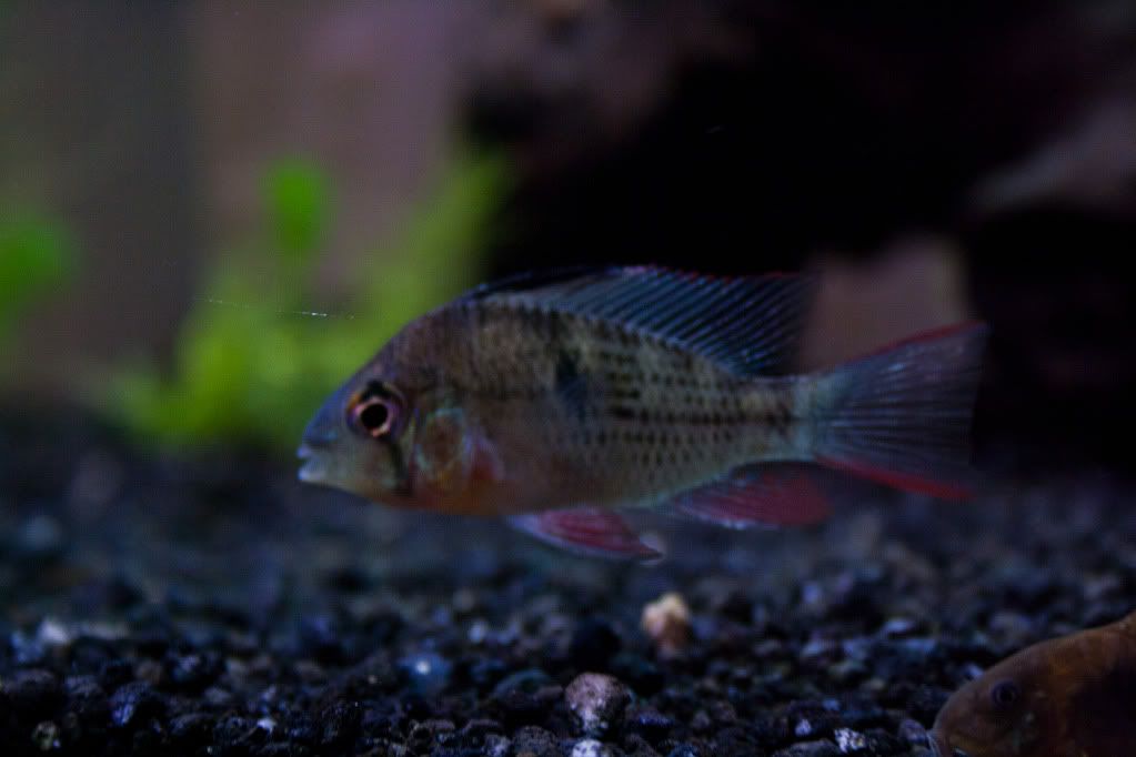 Fish-5.jpg