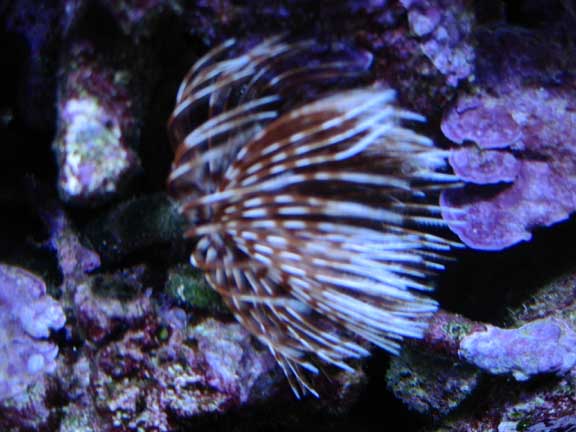 Oct2010FeatherDuster1.jpg