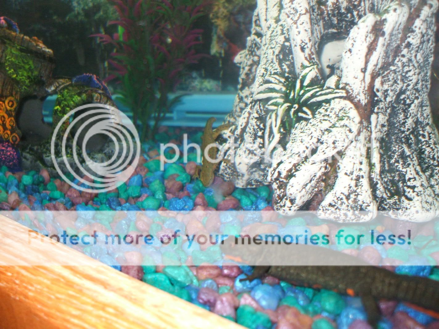 fishtankswithnewplants-50-1.jpg