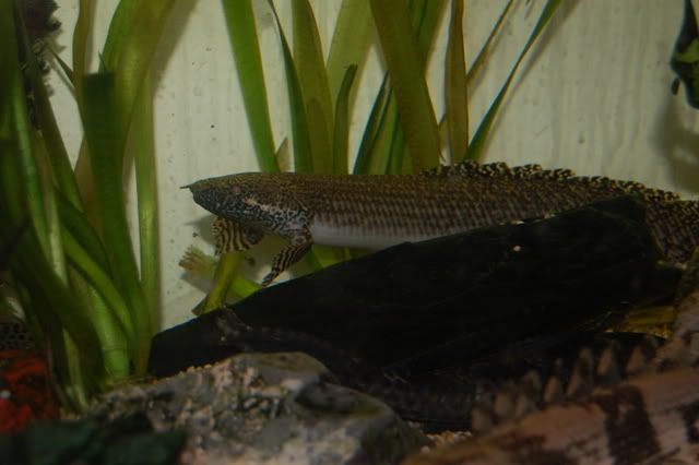 DSC_0559.jpg