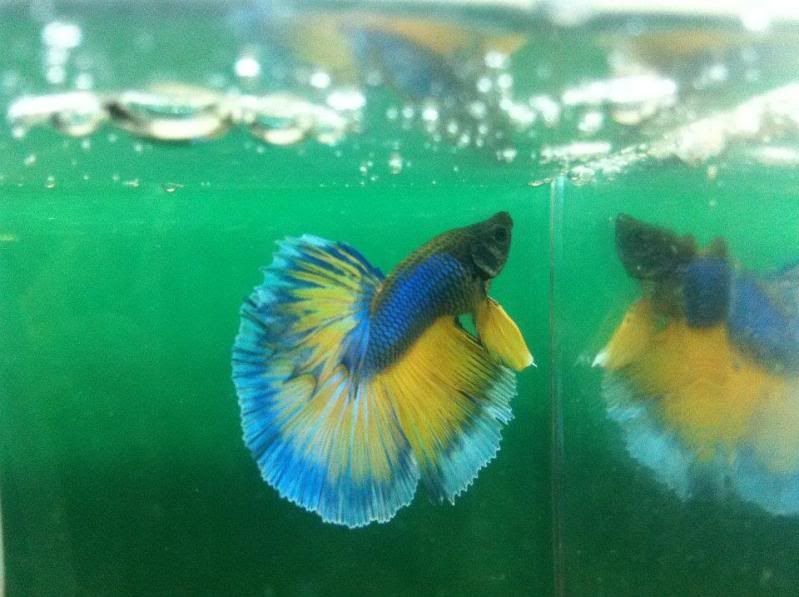 Betta8.jpg