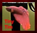 tim.jpg
