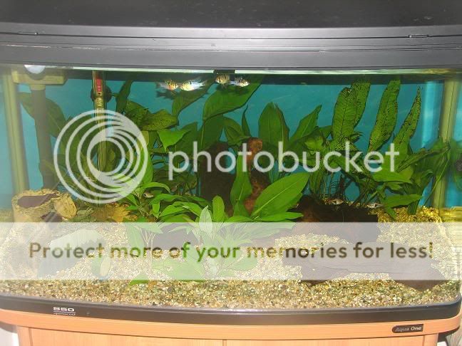TankwithFlash.jpg