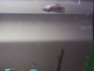 fish013.jpg