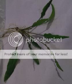 unknownplant2.jpg