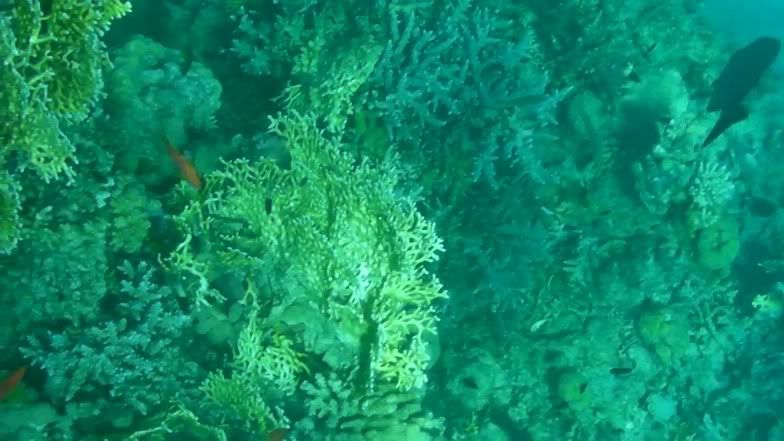 reef2.jpg