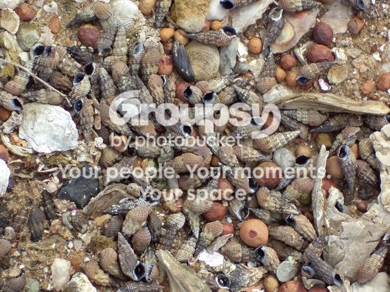 perth_snails2_zps52dc54d3.jpg