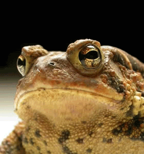 231-hee-hee-hee-toad-eye-pop.gif