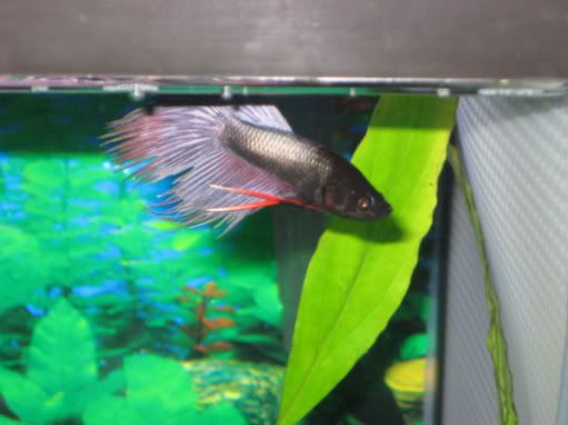 fish092.jpg