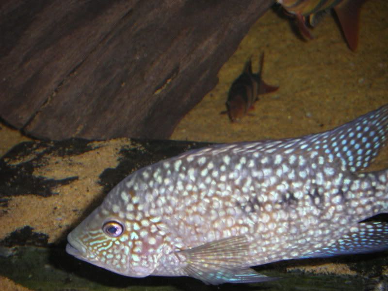 STH70170.jpg