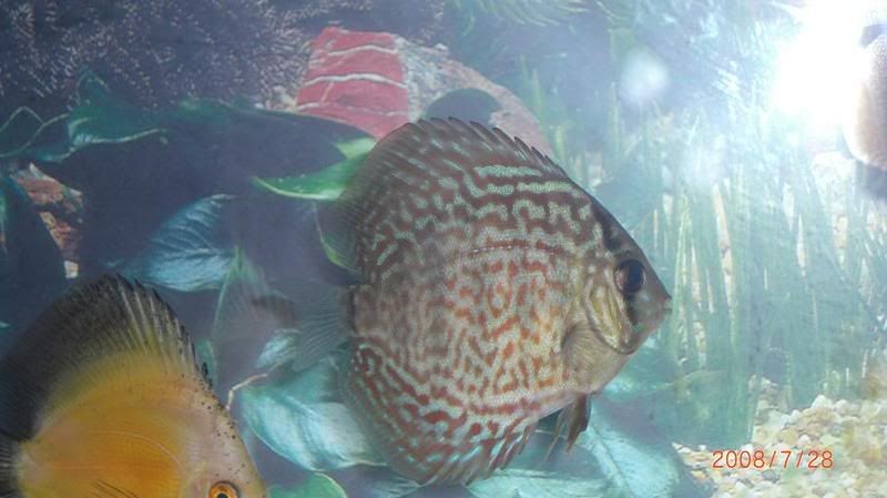 discus11.jpg