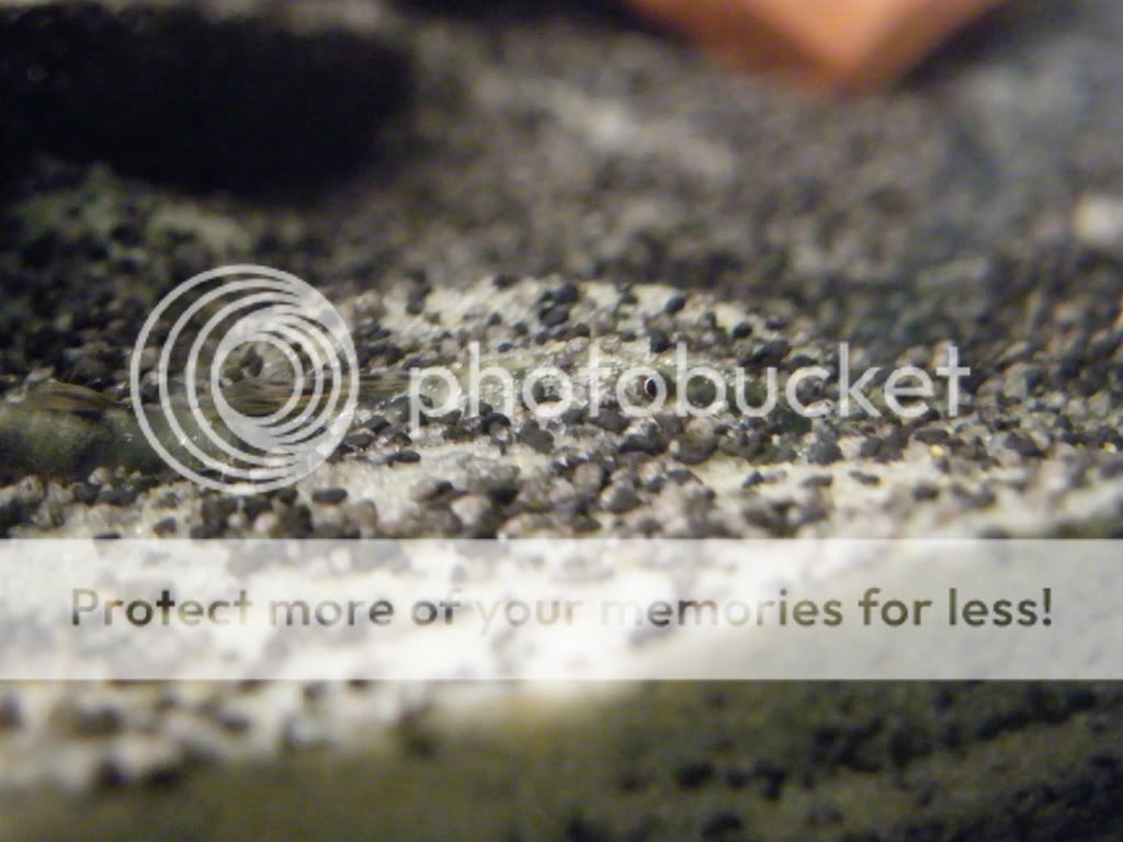 DSCF4439.jpg