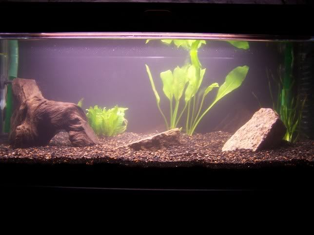 Tank1.jpg
