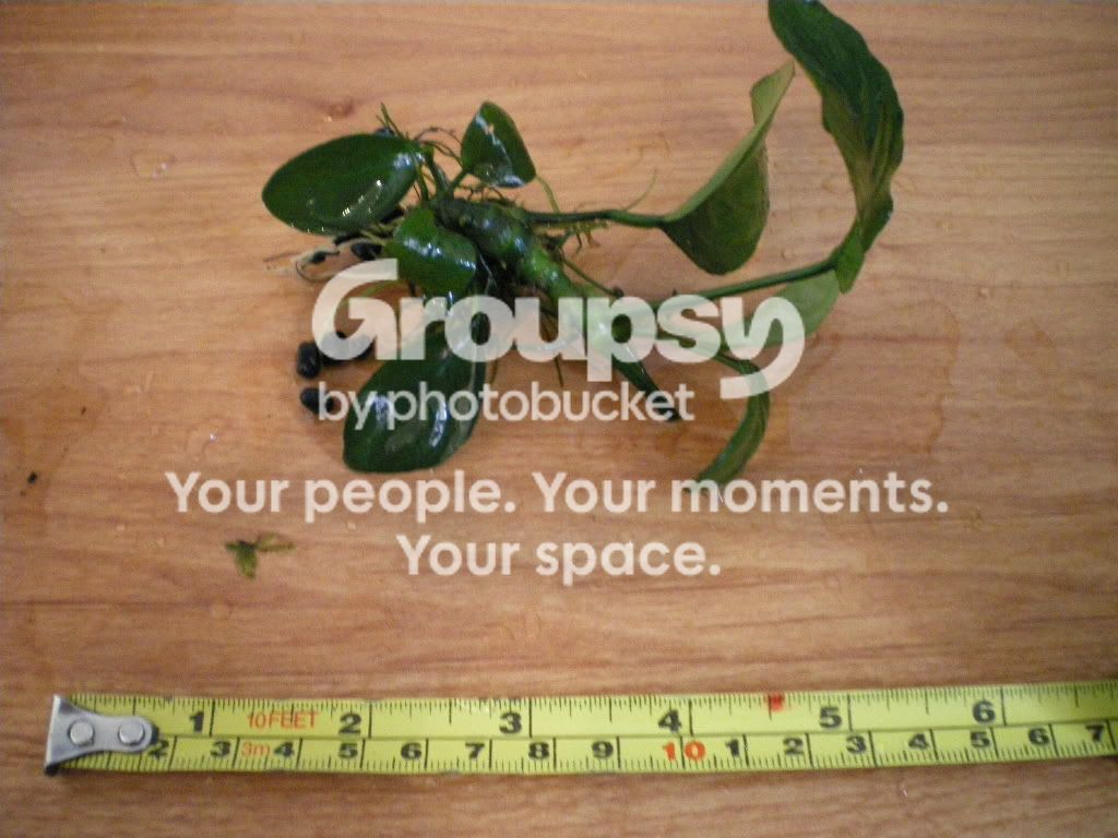 IMGP1286.jpg