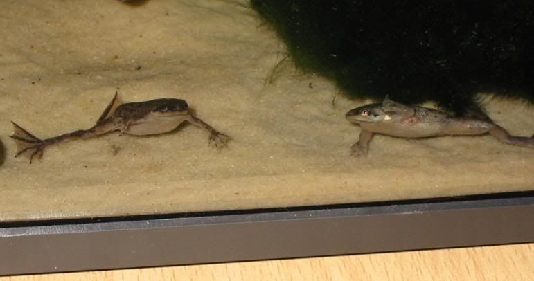 newfrog4.jpg