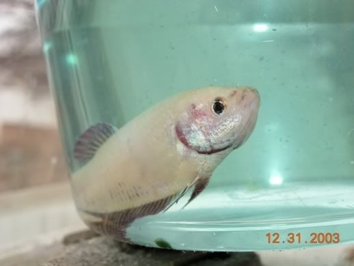 Fish037.jpg