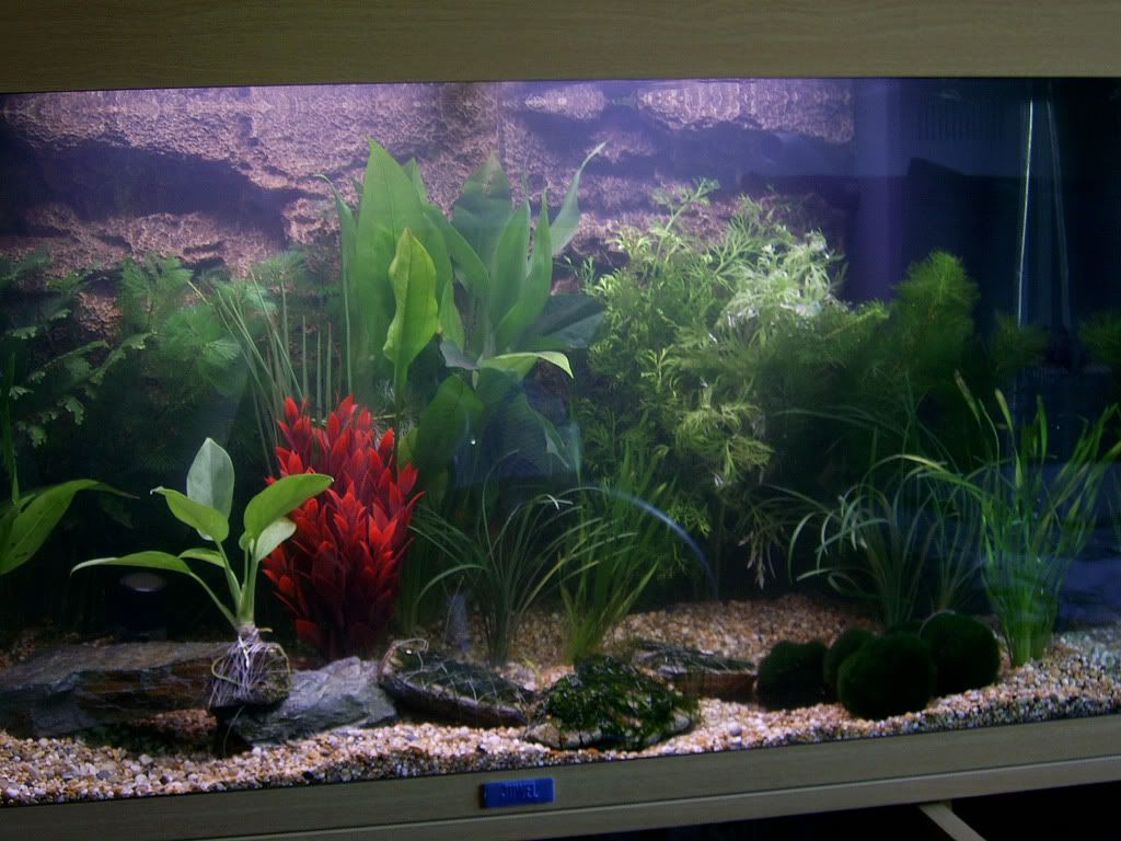 6moreplants.jpg