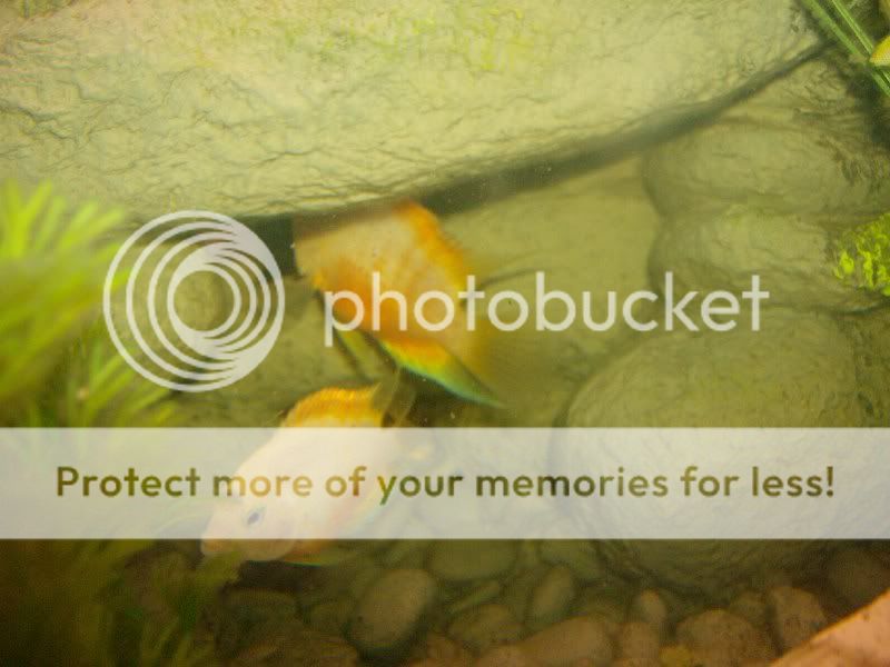Cichlids012.jpg