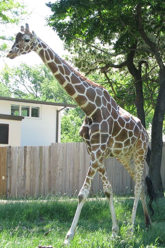 Giraffe4.jpg