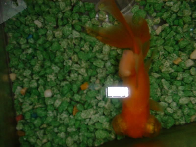 DSCF1528.jpg