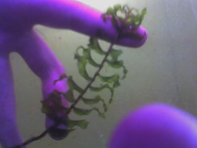 Unidentifiedplant1.jpg