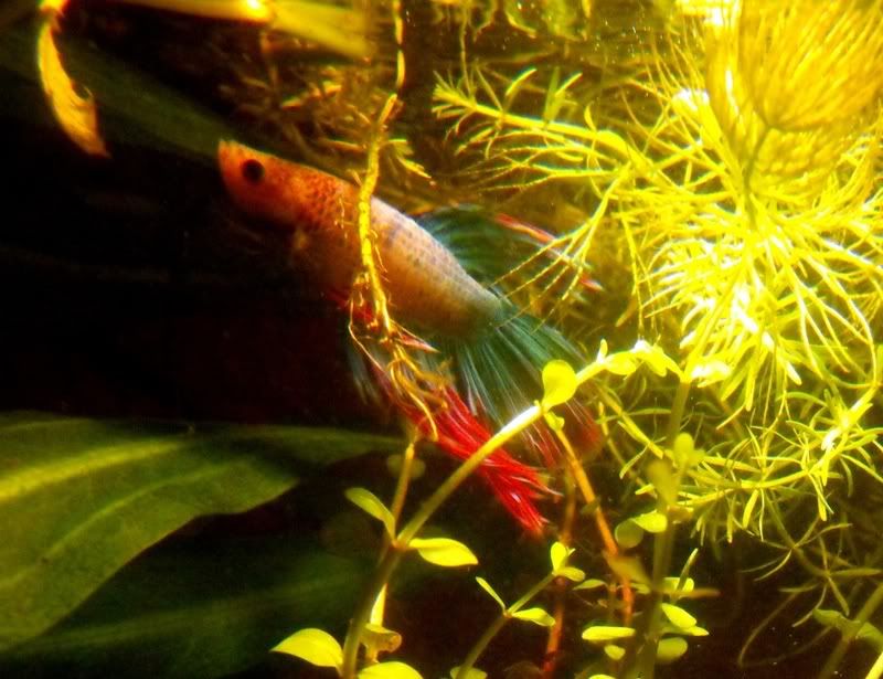 DSCF5431.jpg