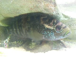 fish001.jpg