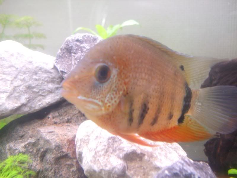 DSCF1854.jpg
