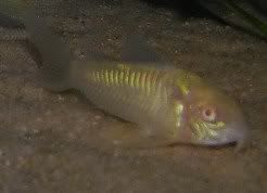 Caeneusalbino.jpg