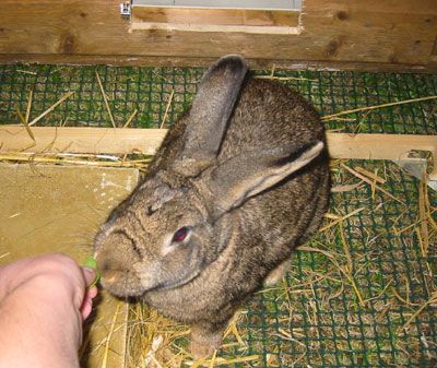 twiglet_3_may_05.jpg
