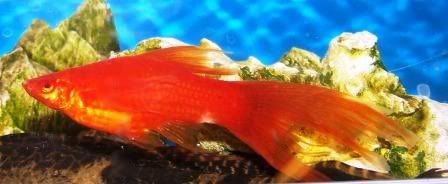 platy-1.jpg
