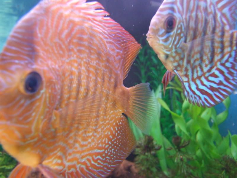 DSCF4008.jpg