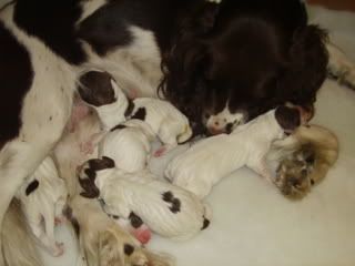 pups041.jpg