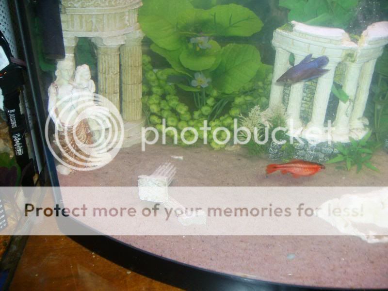 sortedphotos0800068-1.jpg