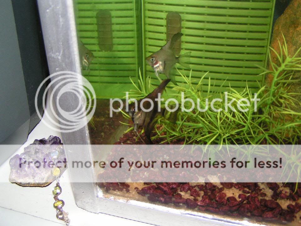 PICT0004.jpg