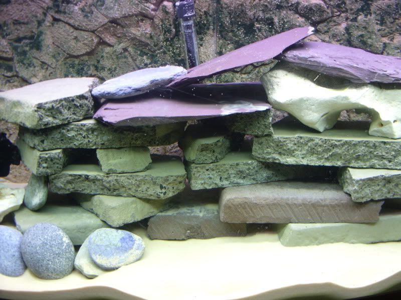 FishtankNov2011004.jpg