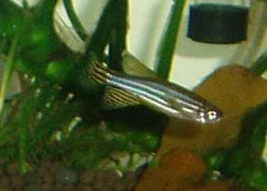 oneofthebiggerzebradanio_same2.jpg