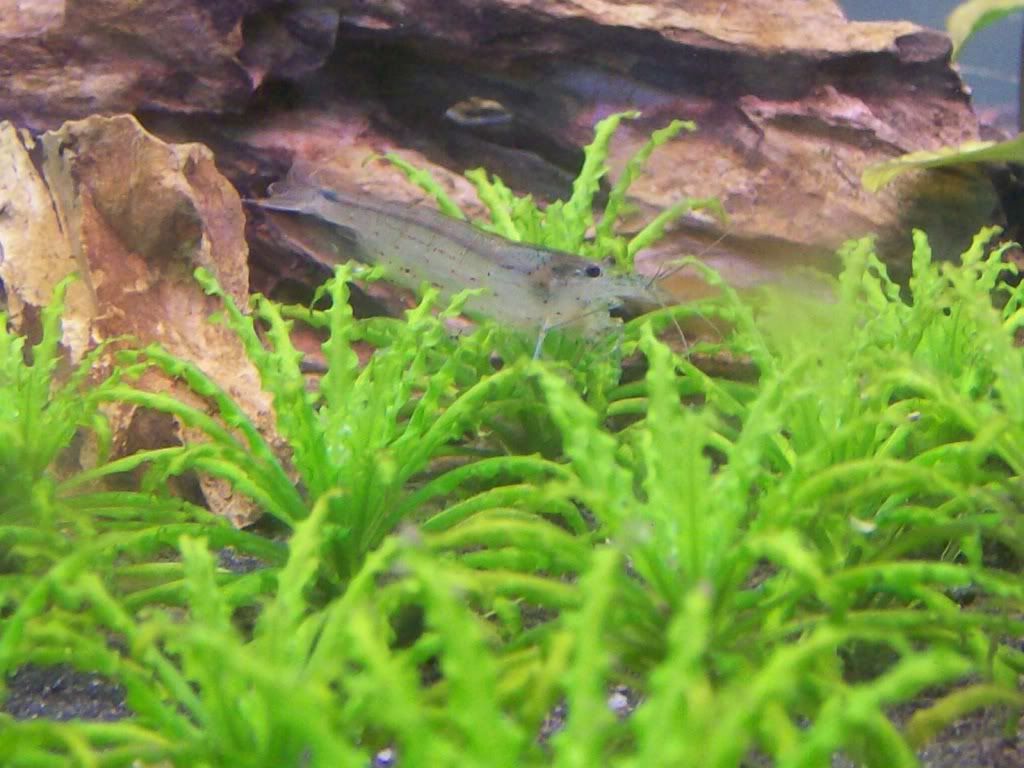 shrimp004.jpg